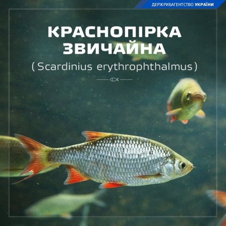 02 26 kracnopirka400