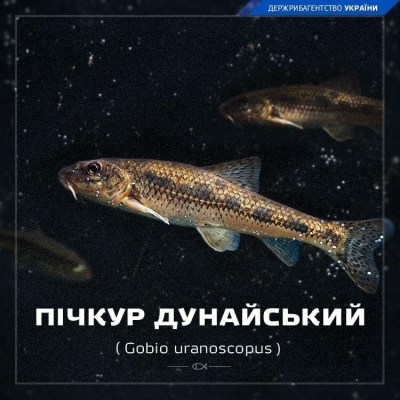 Пічкур дунайський: де та як ловити пічкура 03 20 pichkur1
