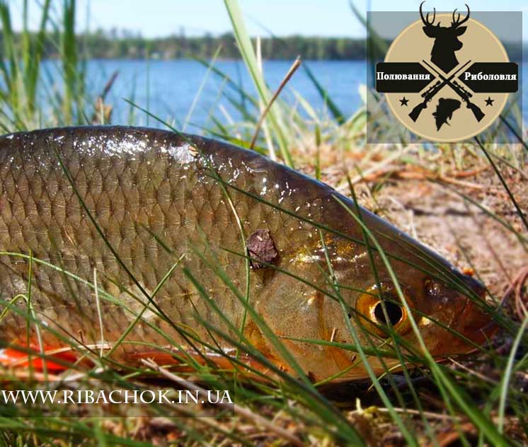 Ловля плотви в мутній воді