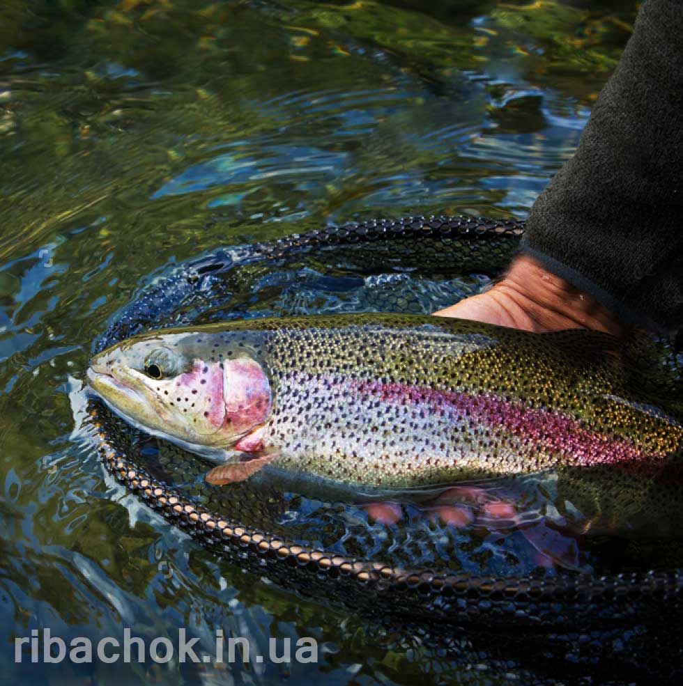 forel