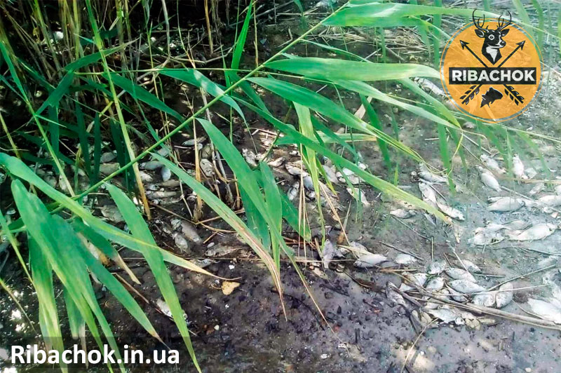 masova zahybel ryby na zapovidnykh