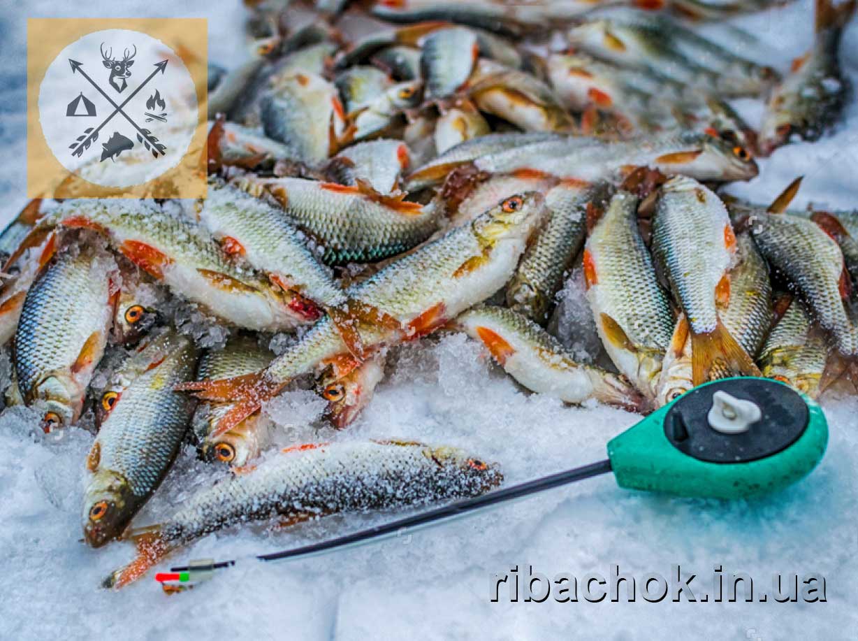 rybolovlia v hrudni