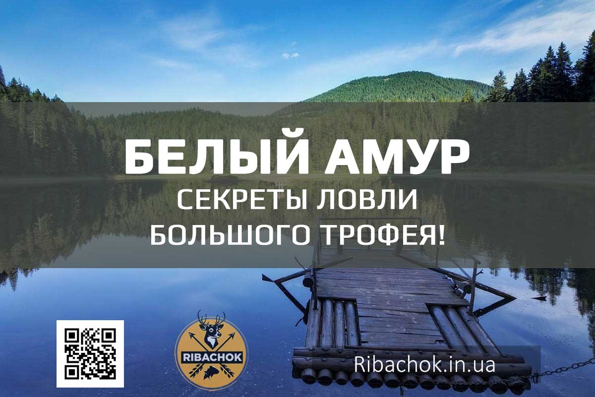 belyj amur sekrety lovli