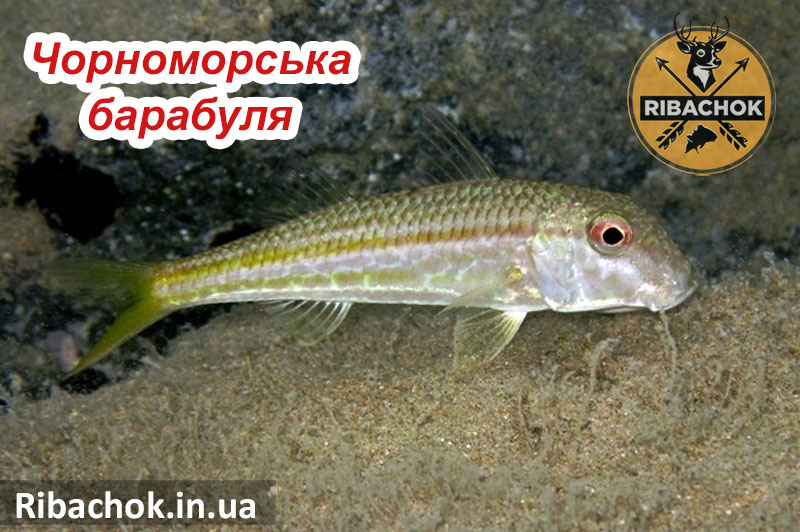 Чорноморська барабуля або султанка chornomorska barabulia