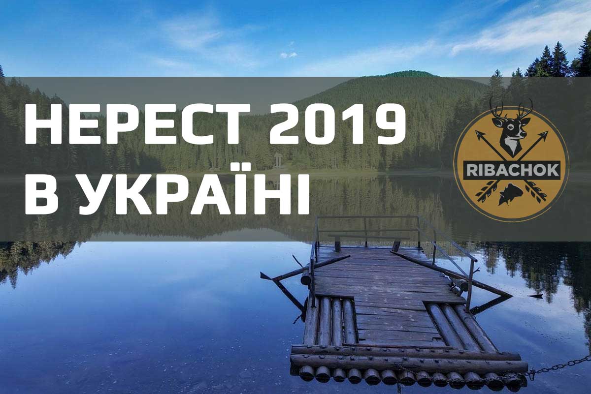 nerest 2019 shcho mozhna