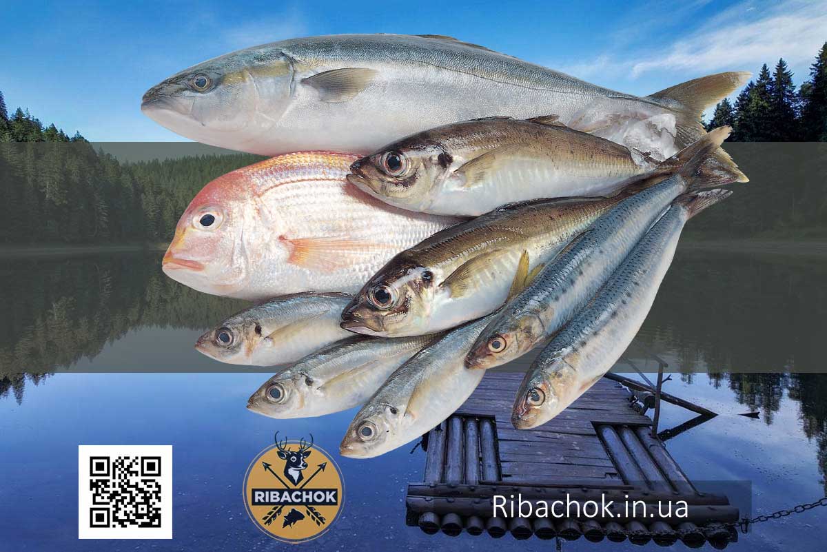 ribalka 1