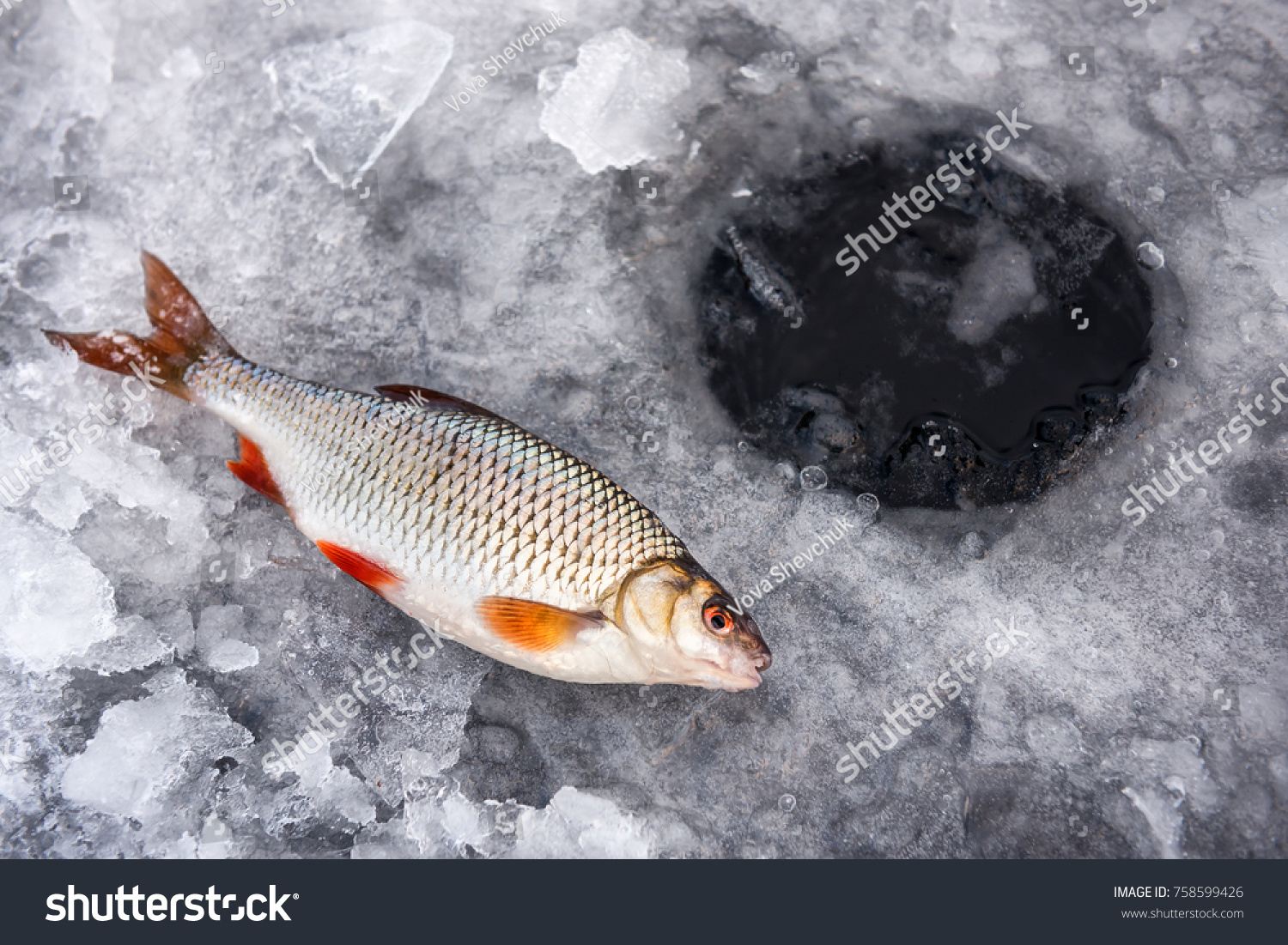 Ловля плітки (плотви) взимку: особливості вдалого лову stock photo winter fishing good catch of fish roach in winter on ice 758599426