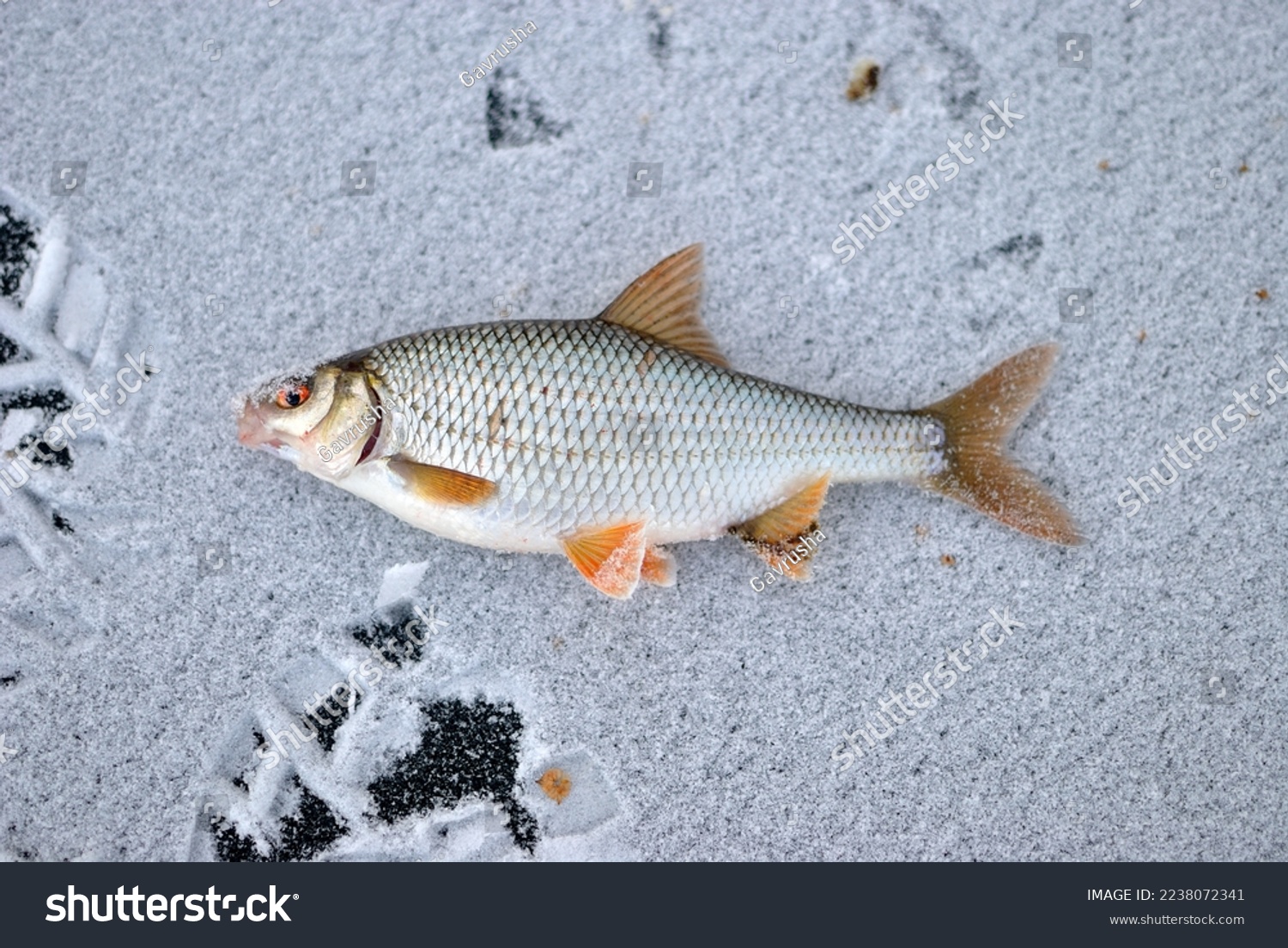Ловля плітки (плотви) взимку: особливості вдалого лову stock photo winter roach fishing on the lake catch 2238072341
