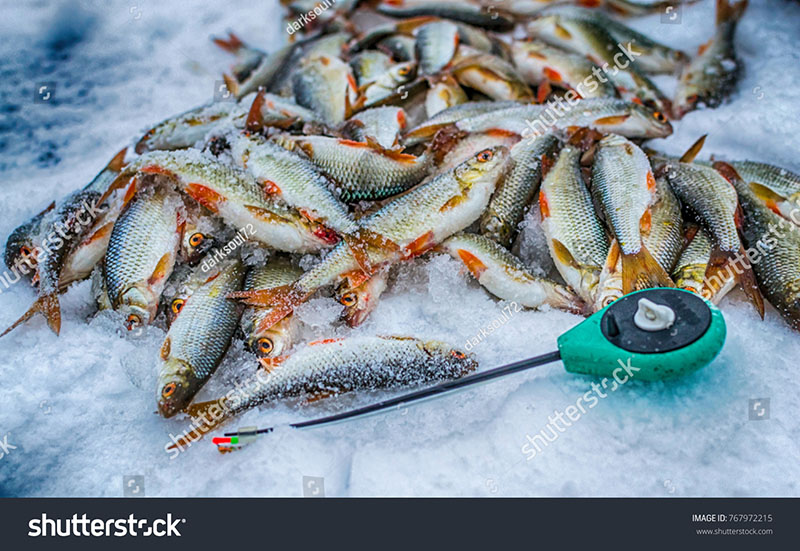 Ловля плітки (плотви) взимку: особливості вдалого лову stock photo winter sport winter fishing fishing outside on the ice 767972215