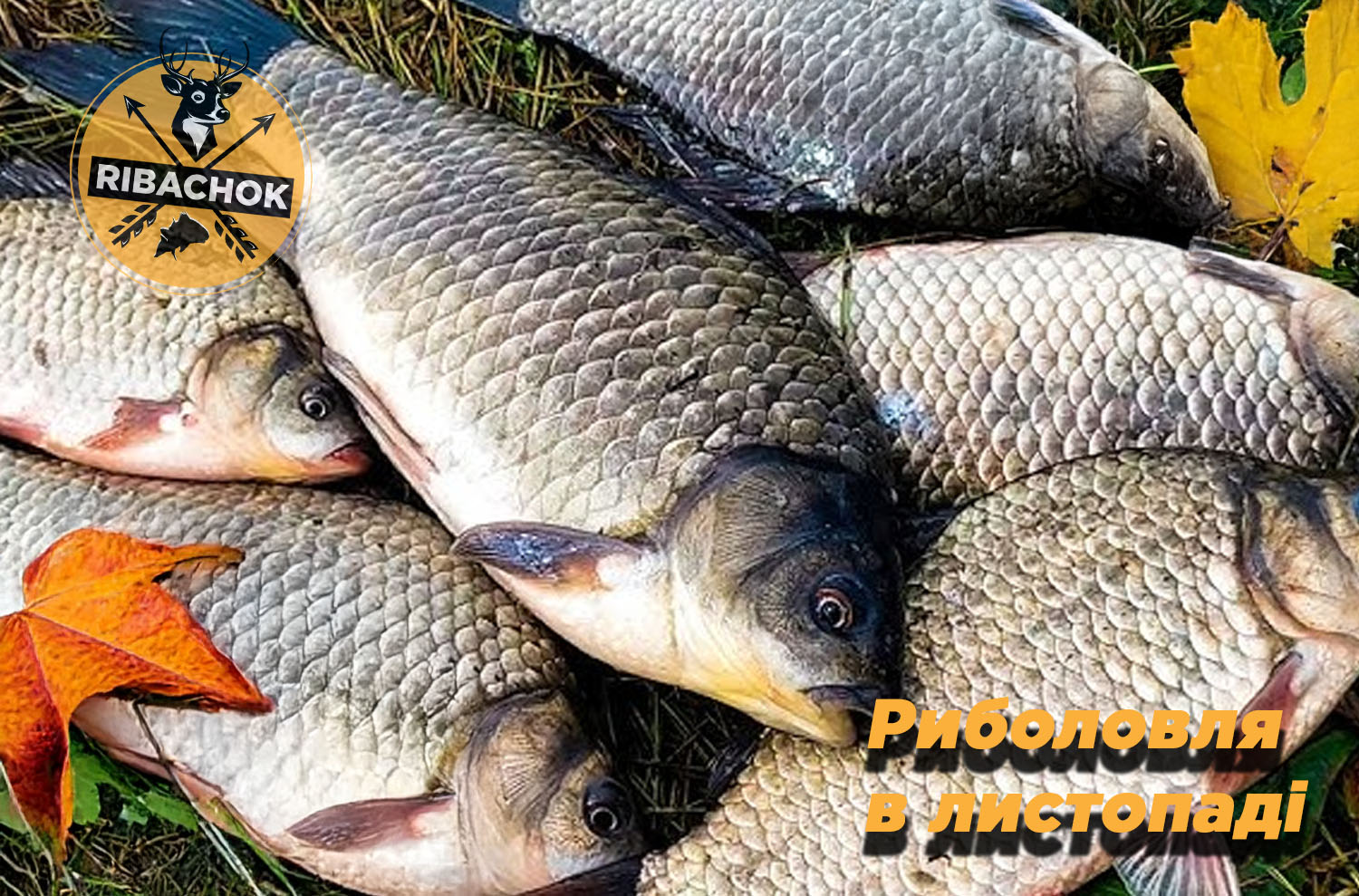 Мирна риба (Лящ, Плотва) Мирна риба Лящ Плотва