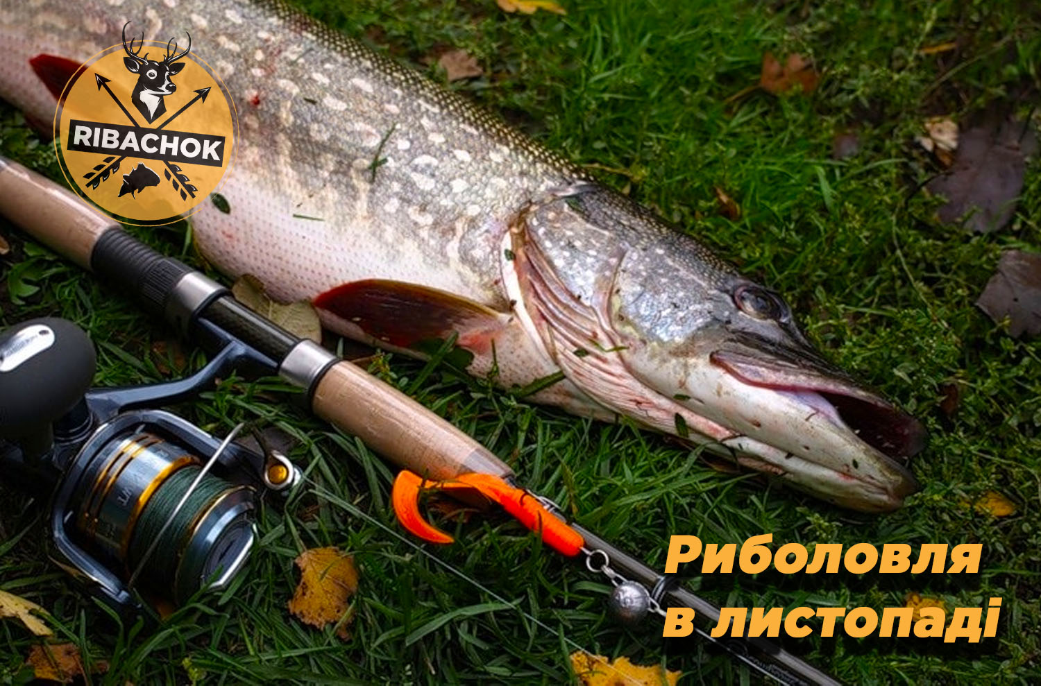Щука час трофеїв Щука час трофеїв